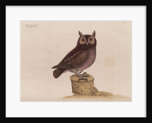 The little owl by Mark Catesby