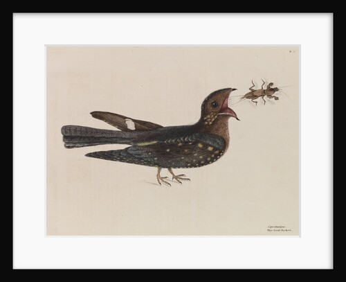 The 'goat-sucker of Carolina' by Mark Catesby