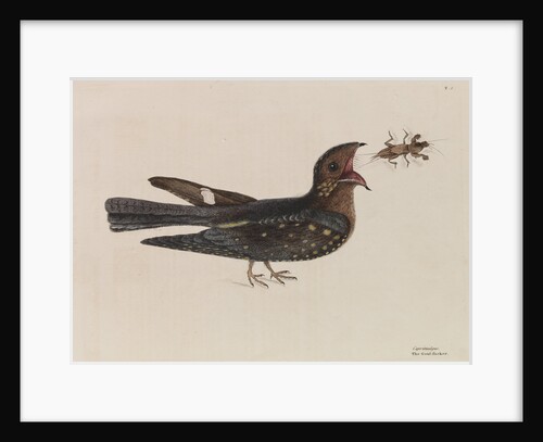 The 'goat-sucker of Carolina' by Mark Catesby