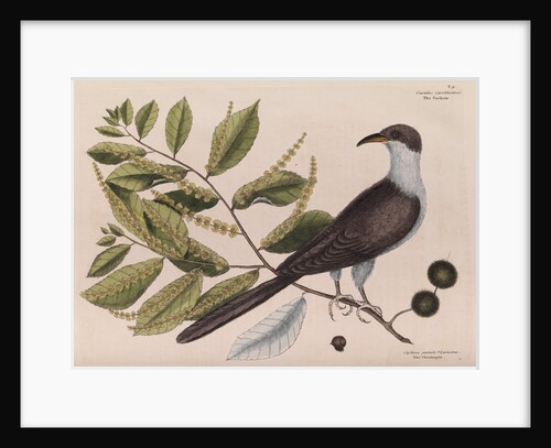 The 'cuckow of Carolina and the chinkapin' by Mark Catesby