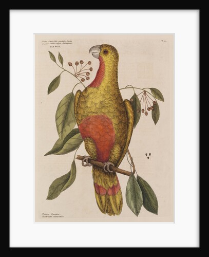 The parrot of paradise of Cuba and the red-wood by Mark Catesby