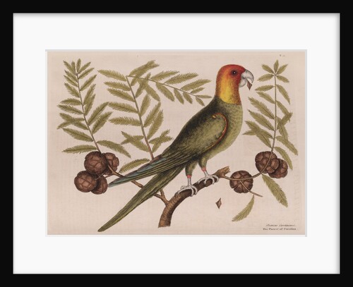 The parrot of Carolina and the cypress of America by Mark Catesby