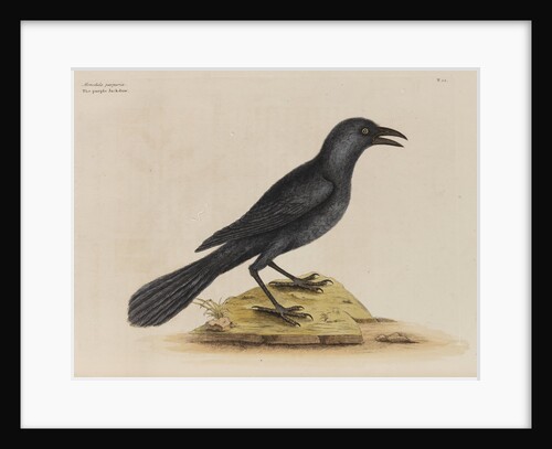 'The purple jack-daw' by Mark Catesby