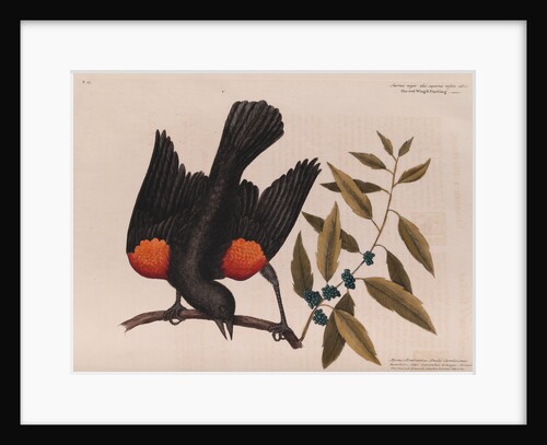 The 'red wing'd starling' and the 'broad-leaved candle-berry myrtle' by Mark Catesby