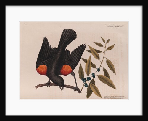The 'red wing'd starling' and the 'broad-leaved candle-berry myrtle' by Mark Catesby