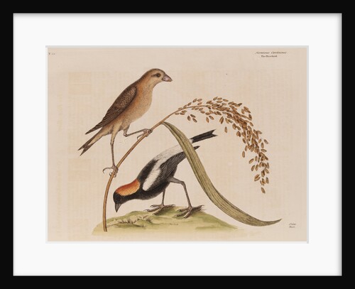 The 'rice-bird' by Mark Catesby