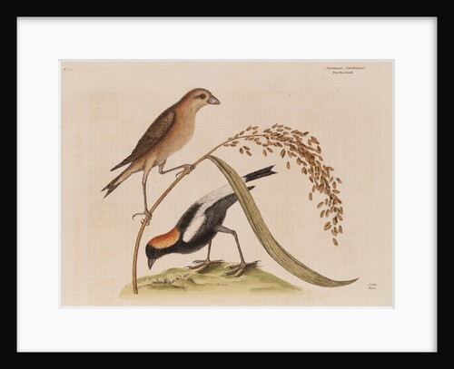 The 'rice-bird' by Mark Catesby