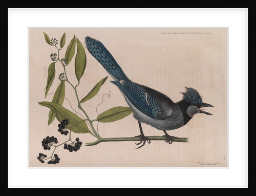 The 'blew jay' and the 'bay-leaved smilax' by Mark Catesby