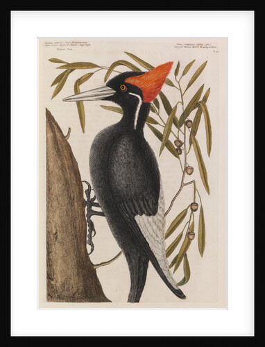 The 'largest white-bill wood-pecker' and the 'willow oak' by Mark Catesby