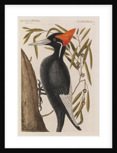 The 'largest white-bill wood-pecker' and the 'willow oak' by Mark Catesby