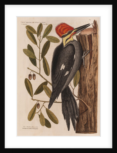 The 'larger red-crested wood-pecker' and the 'live oak' by Mark Catesby