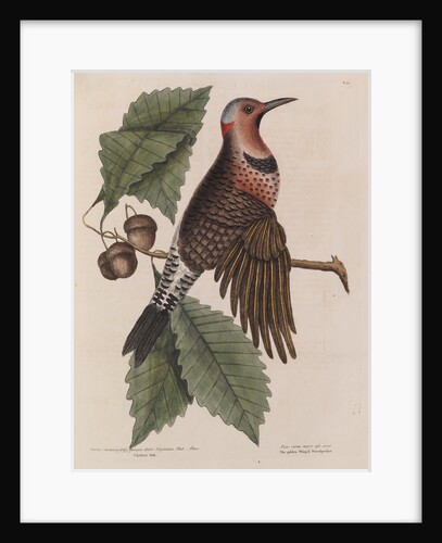 The 'gold-winged wood-pecker' and the 'chesnut-oak' by Mark Catesby