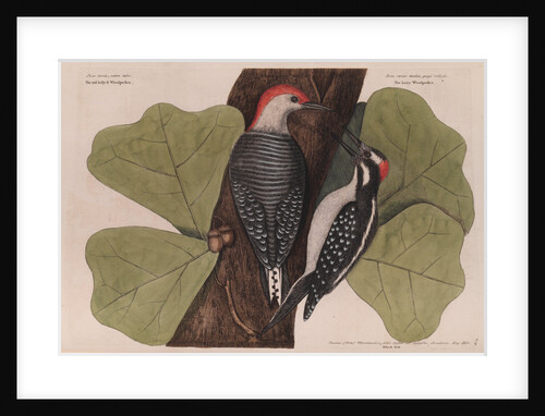 The 'red-bellied wood-pecker', the 'hairy wood-pecker' and the 'black oak' by Mark Catesby