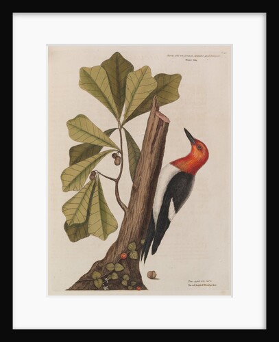 The 'red-headed wood-pecker' and the 'water oak' by Mark Catesby