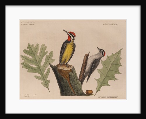 The 'yellow belly'd wood-pecker' and the 'smallest spotted wood-pecker' by Mark Catesby