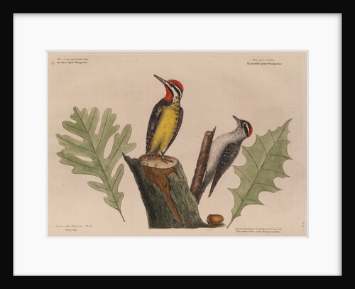 The 'yellow belly'd wood-pecker' and the 'smallest spotted wood-pecker' by Mark Catesby
