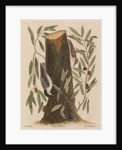 The 'nuthatch', the 'small nuthatch' and the 'highland willow oak' by Mark Catesby