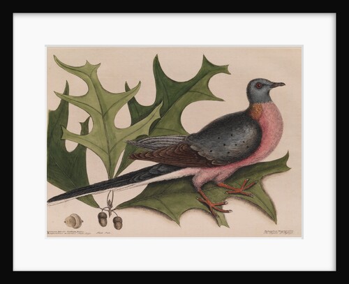 The 'pigeon of passage' and the 'red oak' by Mark Catesby