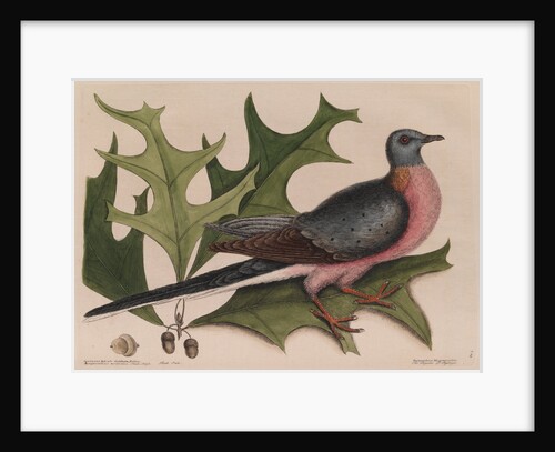 The 'pigeon of passage' and the 'red oak' by Mark Catesby