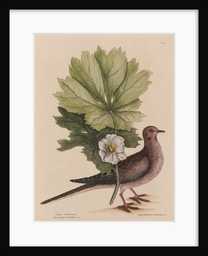 The 'turtle of Carolina' and the 'may apple' by Mark Catesby