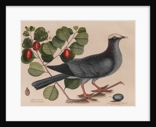 The 'white-crown'd pigeon' and the 'cocoa plum' by Mark Catesby