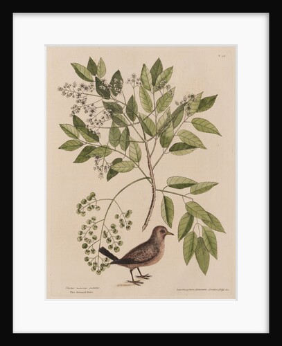 The ground-dove and the pellitory, or tooth-ach tree by Mark Catesby