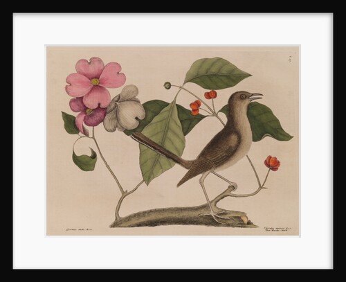 The 'mock-bird' and the dogwood tree by Mark Catesby