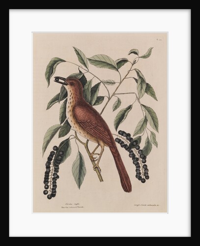 The 'fox coloured thrush' and the 'cluster'd black cherry' by Mark Catesby