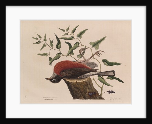 The 'fieldfare of Carolina' and the snake-root of Virginia by Mark Catesby