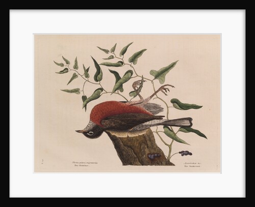 The 'fieldfare of Carolina' and the snake-root of Virginia by Mark Catesby