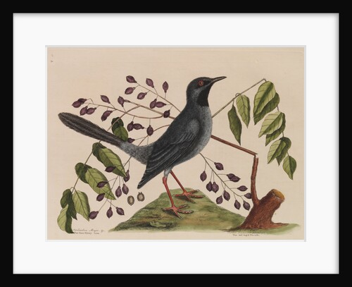 The 'red leg'd thrush' and the 'gum-elimy tree' by Mark Catesby