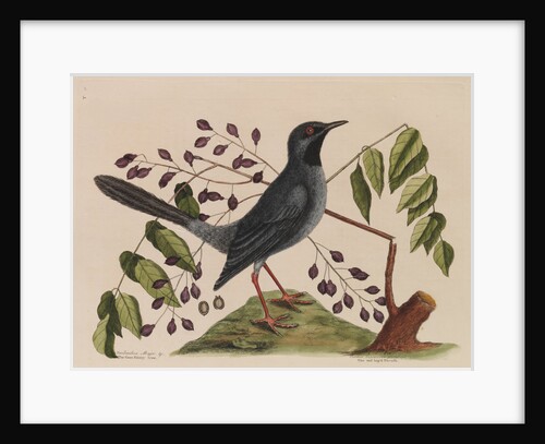 The 'red leg'd thrush' and the 'gum-elimy tree' by Mark Catesby