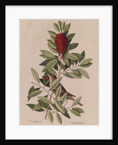 The 'little thrush' and the 'dahoon holly' by Mark Catesby