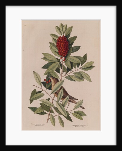 The 'little thrush' and the 'dahoon holly' by Mark Catesby