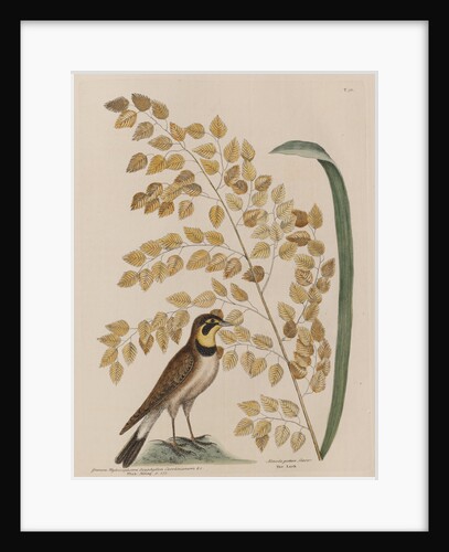 The 'lark' and the 'sea-side oat' by Mark Catesby