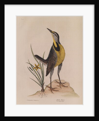 The 'large lark' and the 'little yellow star-flower' by Mark Catesby