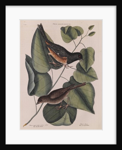 The 'towhe' bird, the 'cowpen' bird and the 'black poplar' of Carolina by Mark Catesby