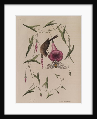 The 'little sparrow' and the 'purple bind-weed of Carolina' by Mark Catesby