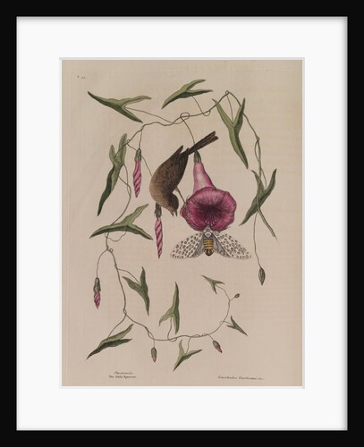 The 'little sparrow' and the 'purple bind-weed of Carolina' by Mark Catesby