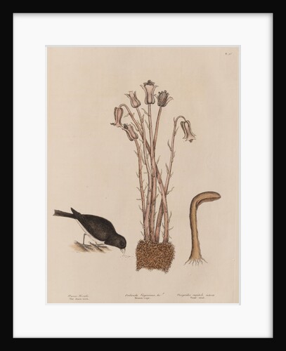 The 'snow-bird' and the 'broom-rape' by Mark Catesby
