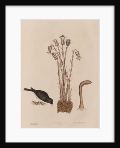 The 'snow-bird' and the 'broom-rape' by Mark Catesby