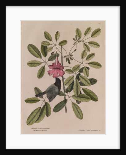 The 'Bahama sparrow' and the 'bignonia' by Mark Catesby