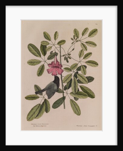 The 'Bahama sparrow' and the 'bignonia' by Mark Catesby
