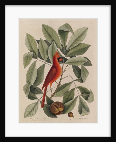 The 'red bird', the 'hiccory tree' and the 'pignut' by Mark Catesby