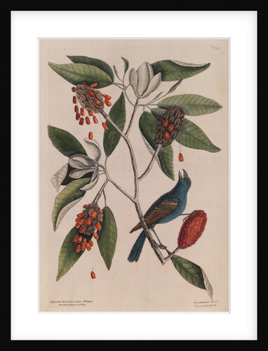 The 'blew gross-beak' and the 'sweet flowring bay' by Mark Catesby