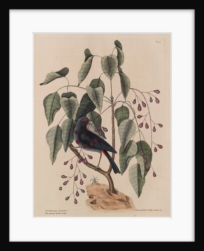 The 'purple gross-beak' and the 'poison-wood' by Mark Catesby