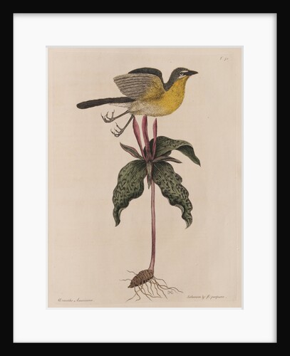 The yellow brested chat and the 'Solanum triphyllon' by Mark Catesby