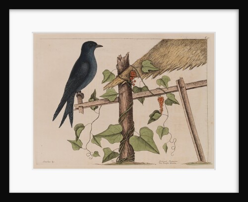 The purple martin and the 'Smilax (forte) lenis' by Mark Catesby
