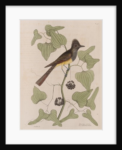The 'crested fly-catcher' and the 'Smilax bryoniae' by Mark Catesby