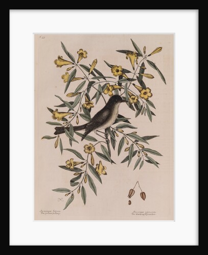 The 'blackcap fly-catcher' and the 'yellow jessamy' by Mark Catesby